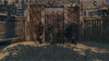 Превью изображения 2: Blackthorn Arena