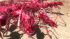 Превью изображения 2: Earth Defense Force 4.1 The Shadow of New Despair