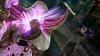 Превью изображения 2: SoulCalibur VI