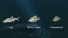 Превью изображения 4: Ultimate Fishing Simulator - New Fish Species