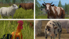 Превью изображения 5: Farming Simulator 17