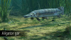 Превью изображения 5: Ultimate Fishing Simulator - Amazon River