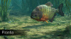 Превью изображения 1: Ultimate Fishing Simulator - Amazon River
